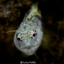 An inquisitive Blenny coming out of his hole to check me ... by Lisa Kelly 
